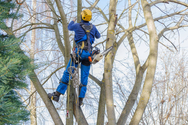 Best Tree Health Inspection  in Waukesha, WI