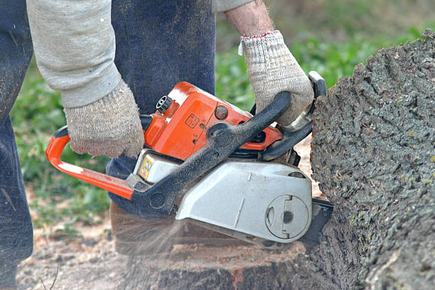 Best Arborist Consultation Services  in Waukesha, WI