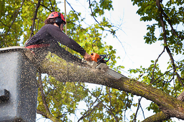 Best Tree Removal  in Waukesha, WI