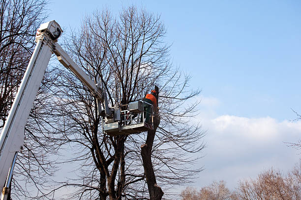 Best Lot and Land Clearing  in Waukesha, WI