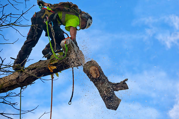 Best Hedge Trimming  in Waukesha, WI